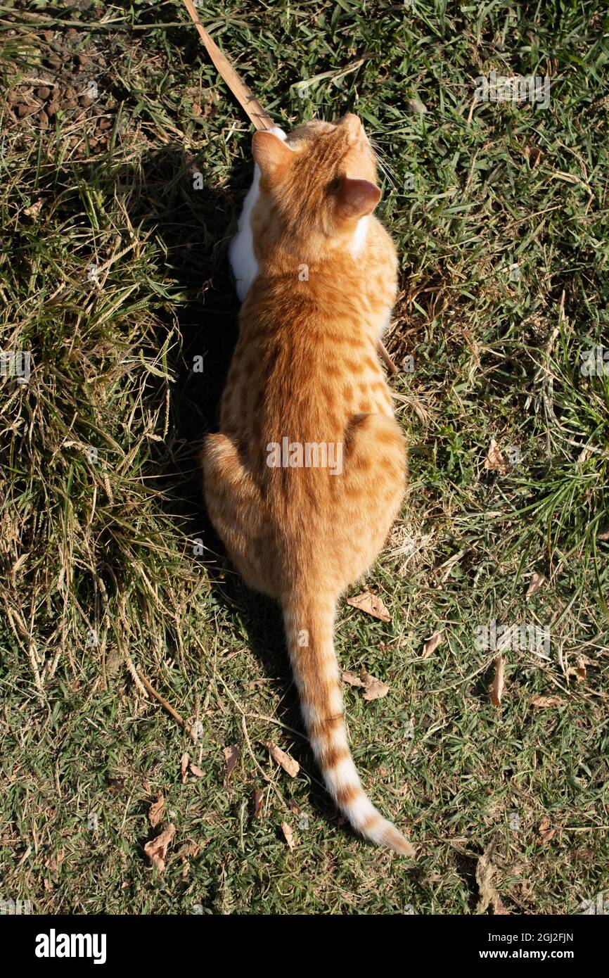 cute orange cat, looking like an amphibian. Stock Photo