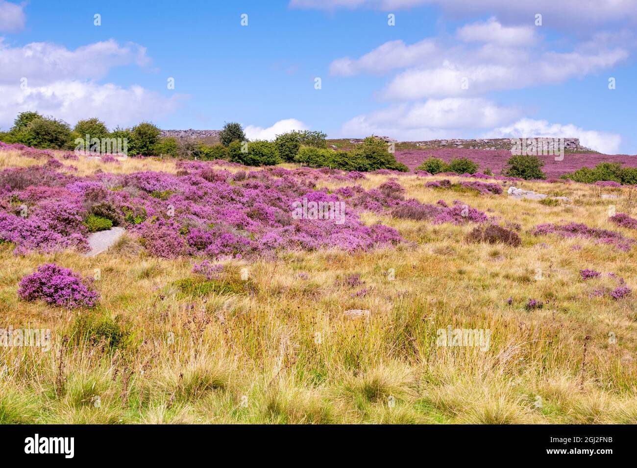 Derbyshire UK - 20 Aug 2020: The beautiful Peak District landscape in August when flowering heathers turn the countryside pink Stock Photo