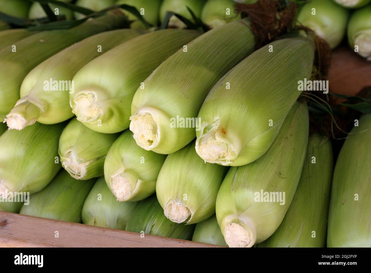 Fresh cobs of corn still in husks stacked at roadside produce stand