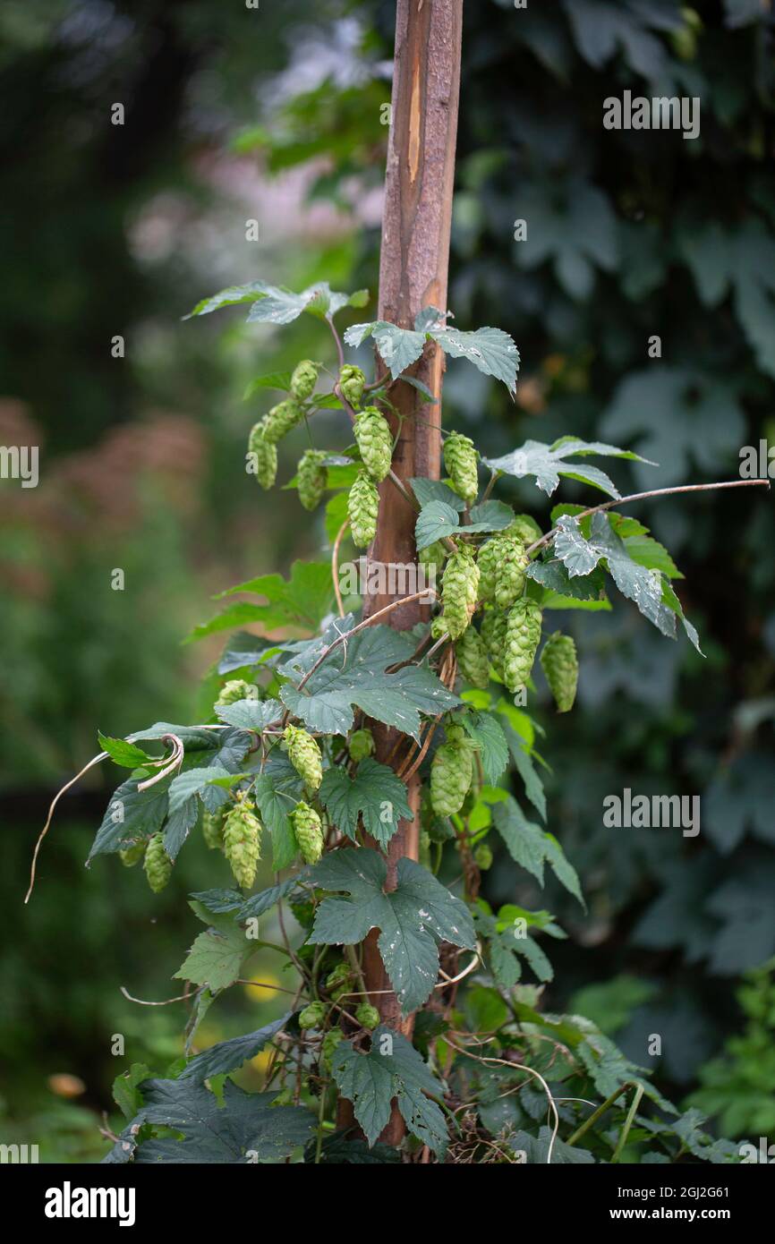A hop plant growing on a wooden pole Stock Photo