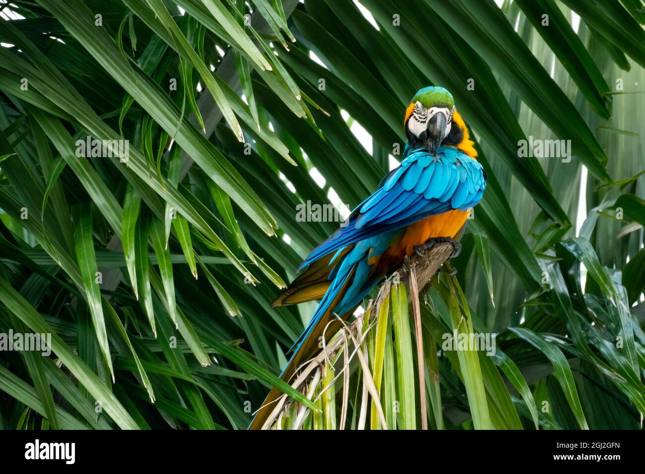 Blue and Yellow Macaw (ara ararauna) preening himself. Bird perching in