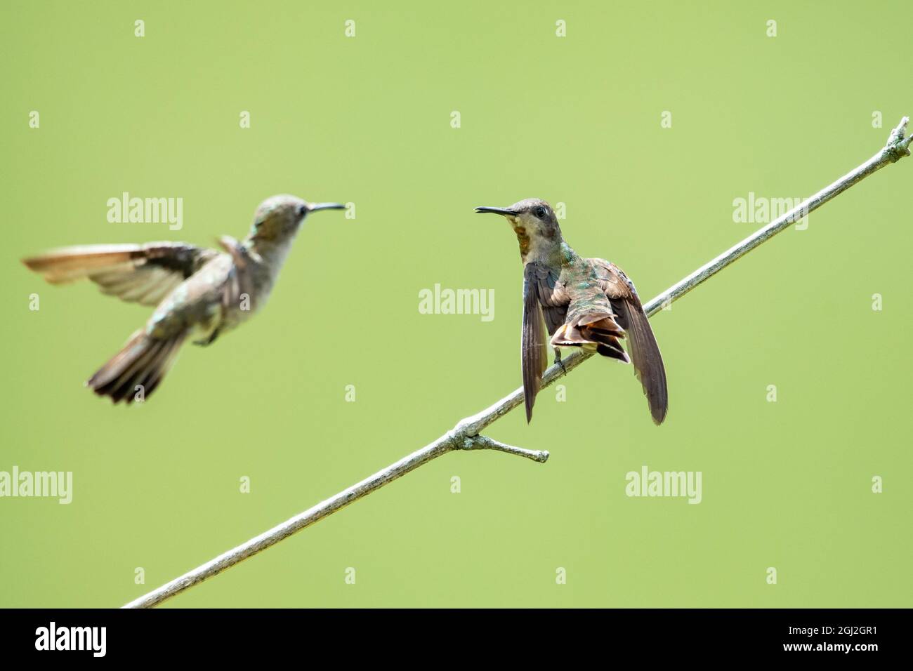 A Ruby Topaz hummingbird defending her perch from another hummingbird isolated with a green background. Stock Photo