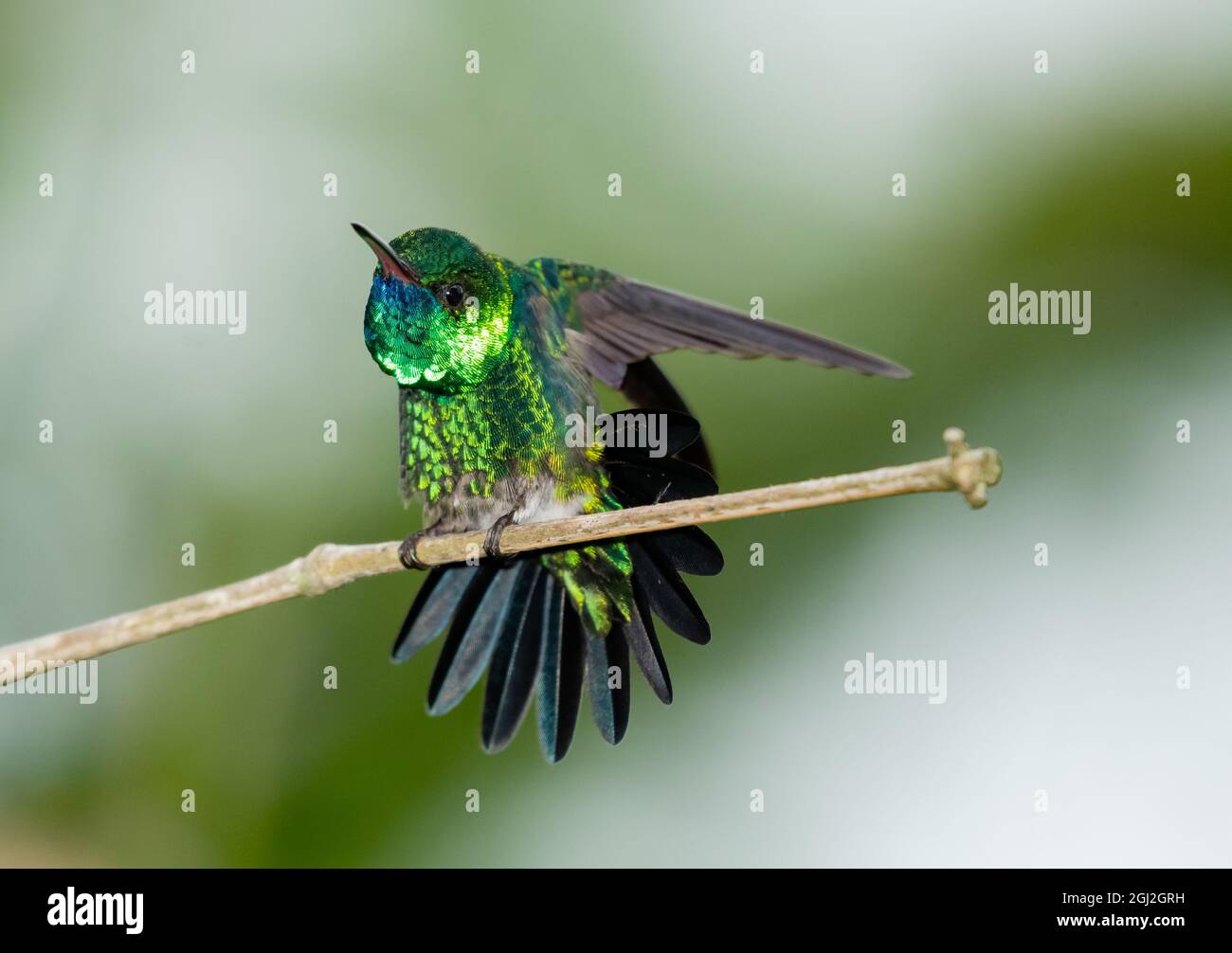 A Blue-chinned Sapphire hummingbird (Chlorestes notata) stretching with a soft blurred background. Bird perching. Stock Photo