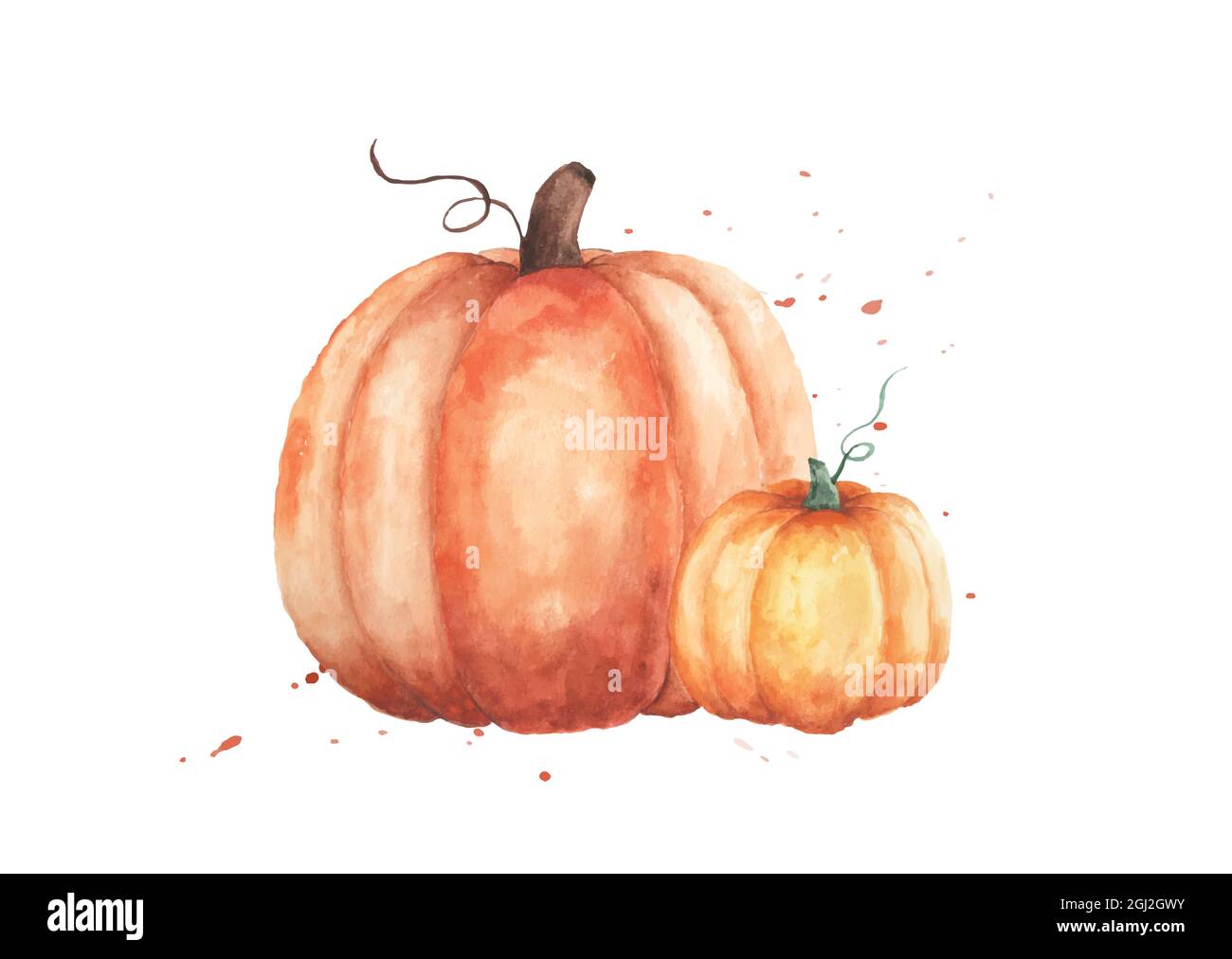 Watercolor pumpkins illustration. Set of two orange pumpkins with hand painted isolated on white background. Perfect for design decorative in the autu Stock Vector