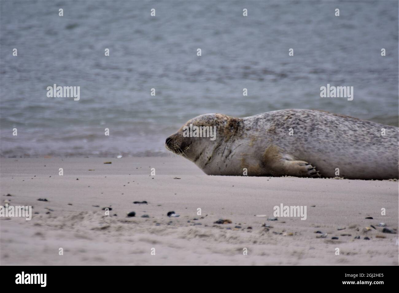 Gray seal on the sandy beach close to the water Stock Photo