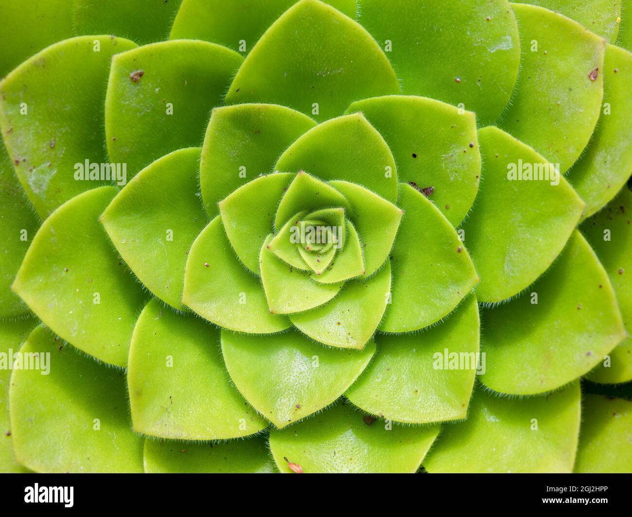 Macro photography from the top of an Aeonium canariense succulent plant, captured in a garden near the town of Arcabuco, in central Colombia. Stock Photo
