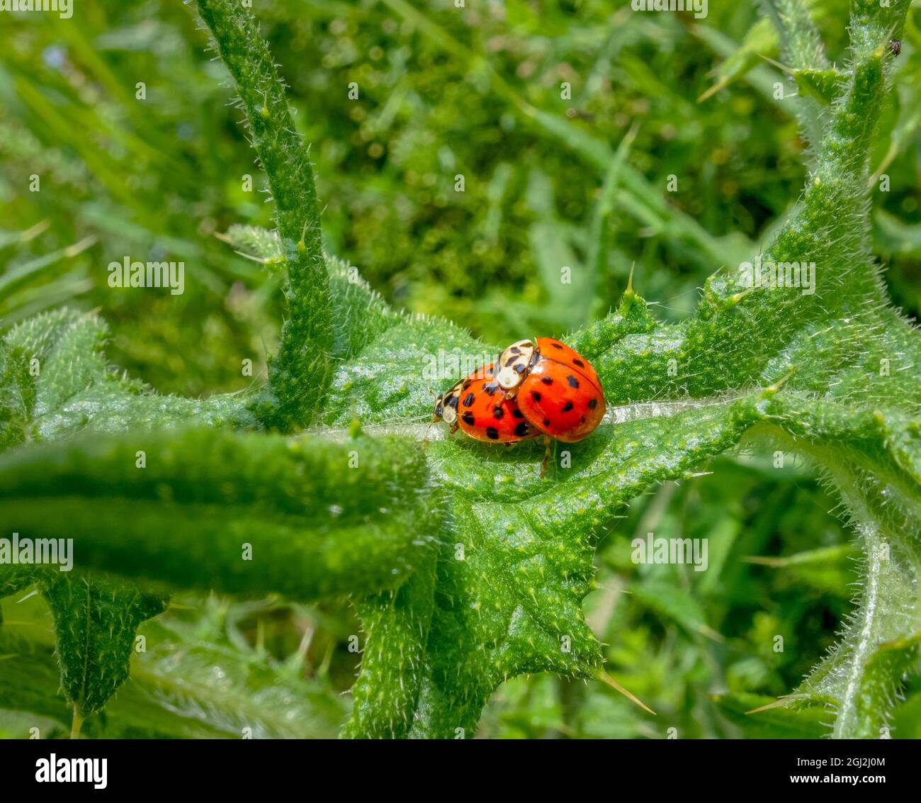 Two mating Lady Bugs on a green spiky leaf in sunny ambiance Stock ...