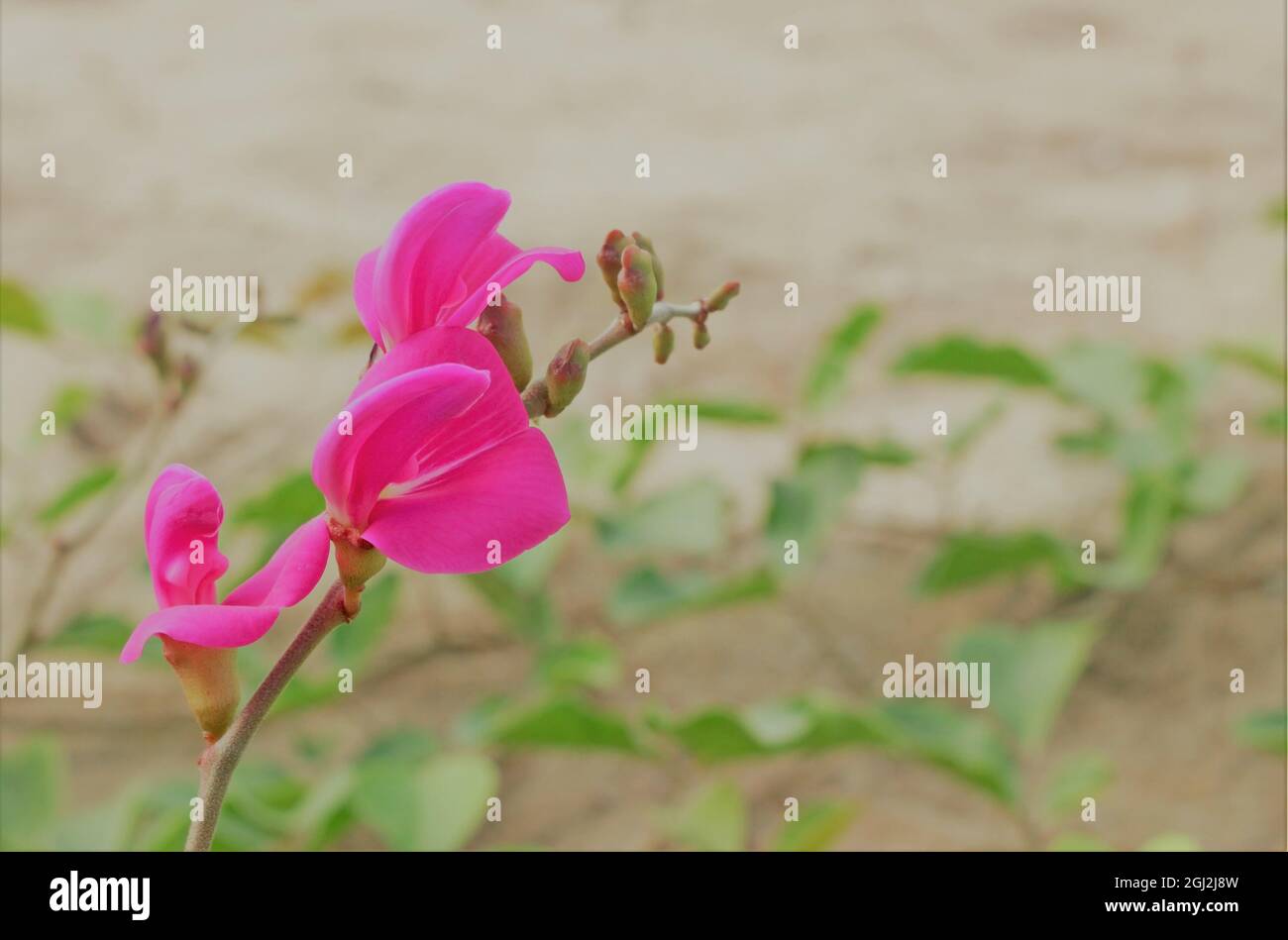 Bright pink flower growing on sand Stock Photo