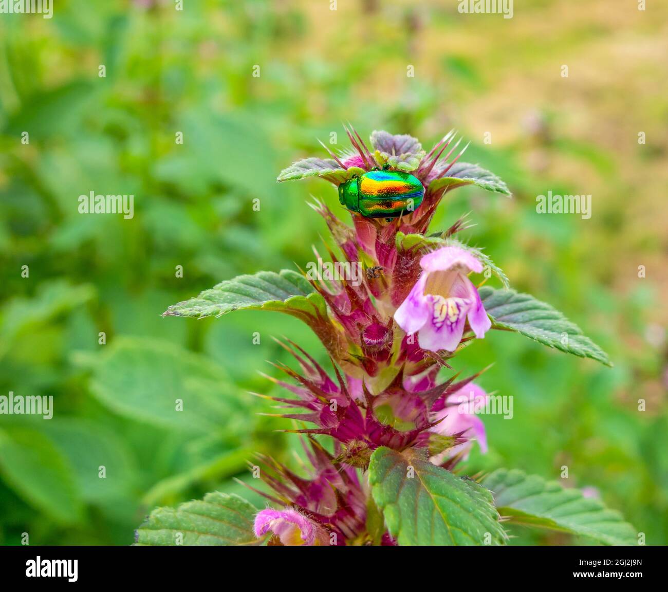 colorful metallic iridescent dead-nettle leaf beetle on a flower tip in natural green ambiance Stock Photo