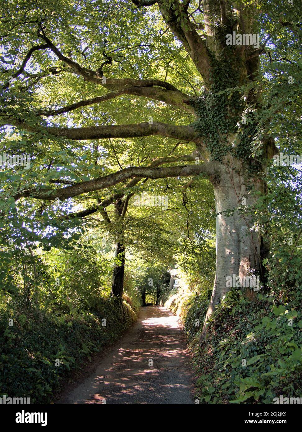 A sunken country  lane in Devon with a green canopy of leaves from  various tree's including an Elm tree. Stock Photo