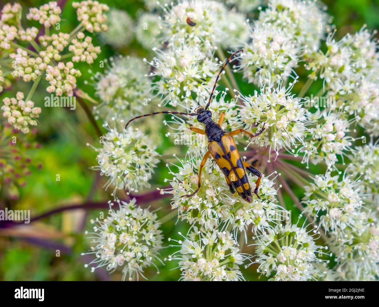 Four-banded longhorn beetle on white flower head in natural ambiance Stock Photo