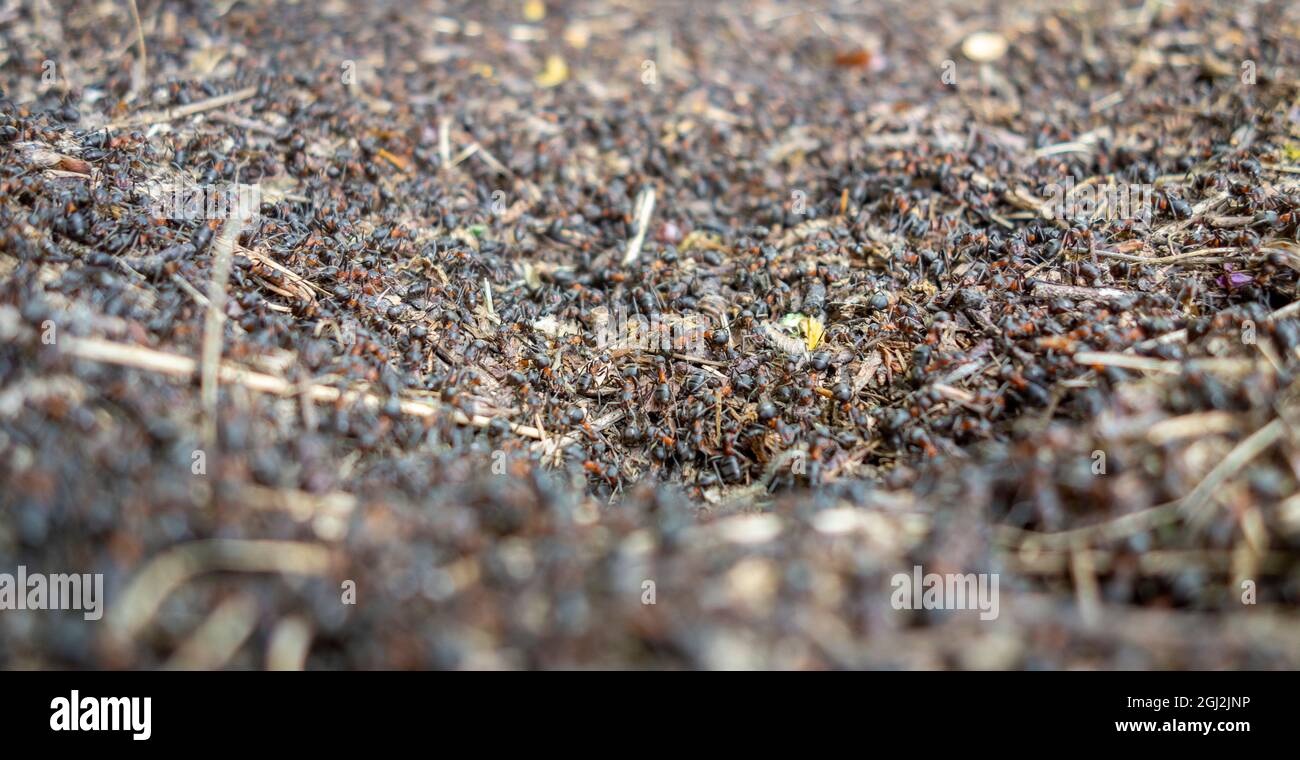 Low angle closeup shot showing a wood ants nest Stock Photo
