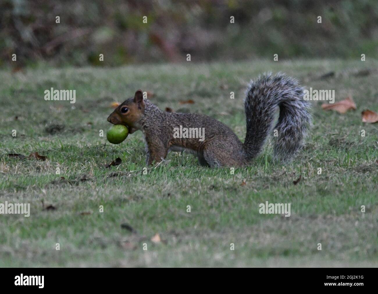 A UK Grey Squirrel, Sciurus carolinensis carrying a walnut in its mouth looking for a hiding place Stock Photo