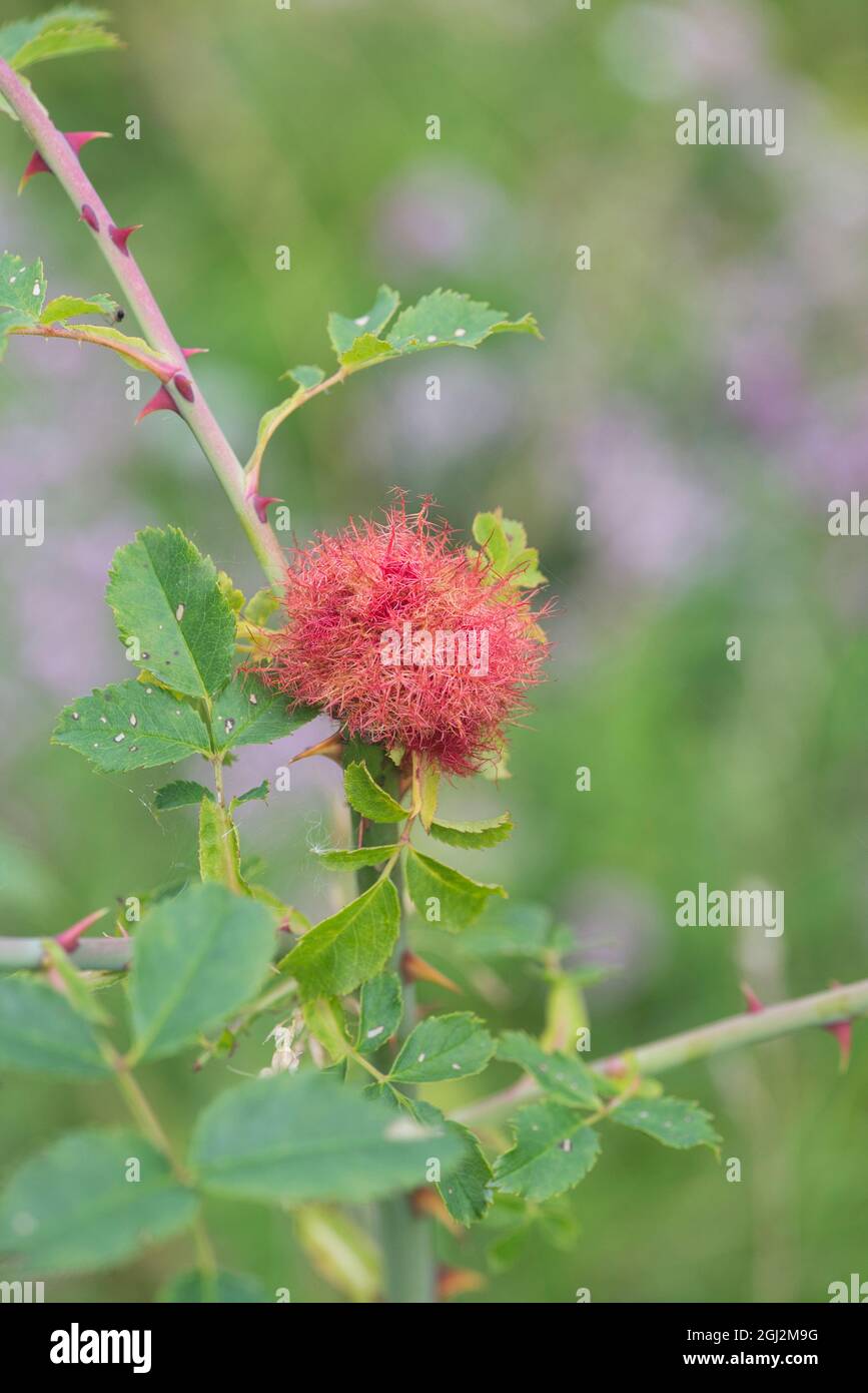 The Robin's pincushion or bedeguar gall is produced on dog roses in summer by the larvae of the robin's pincushion gall wasp (Diplolepis rosae) Stock Photo