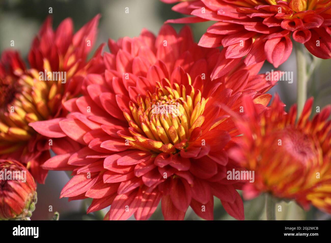 Chrysanthemum x morifolium (Gigi Coral) (pix SShukla Stock Photo Alamy