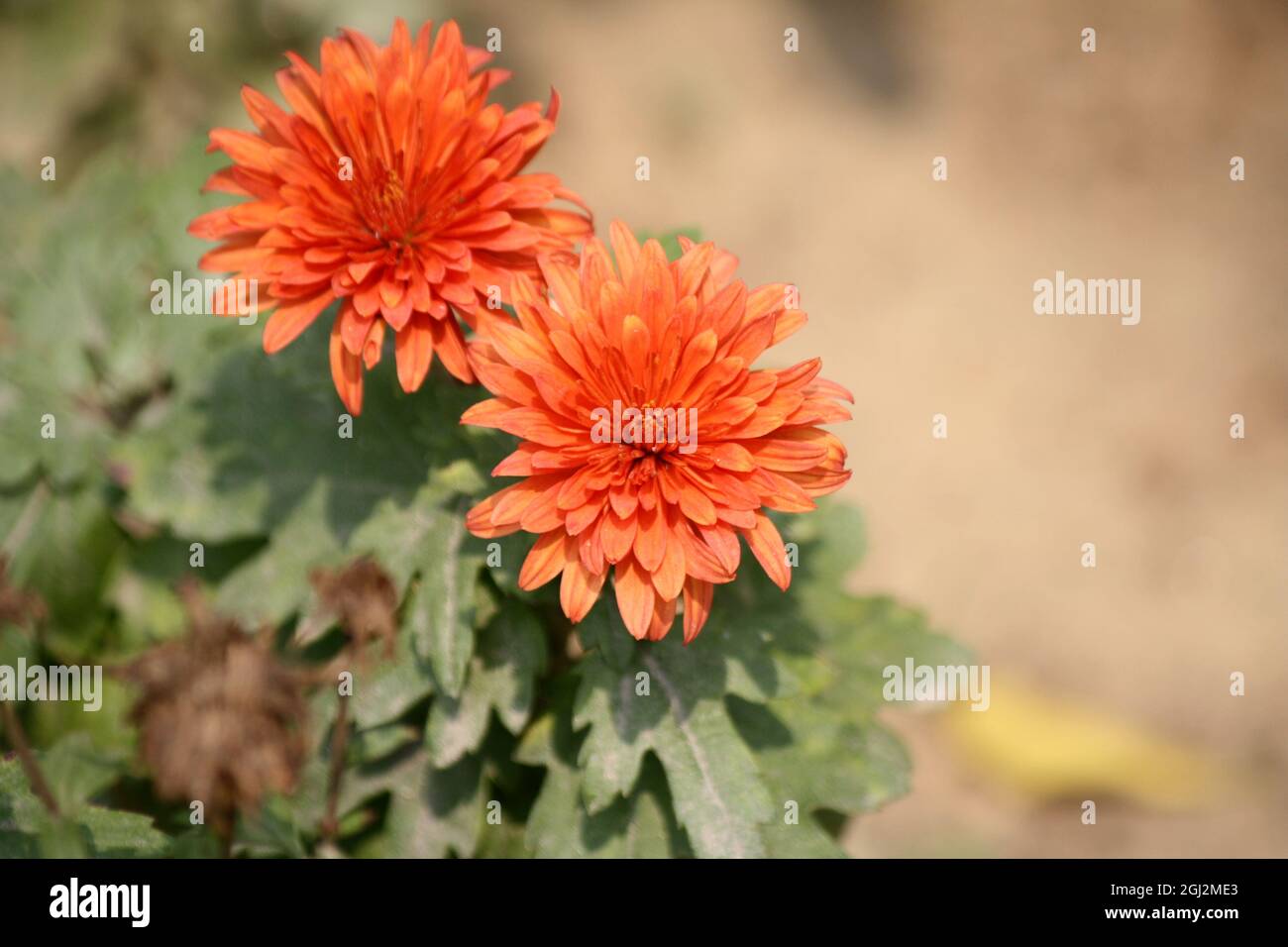 Chrysanthemum x morifolium (Gigi Coral) - (pix SShukla) Stock Photo