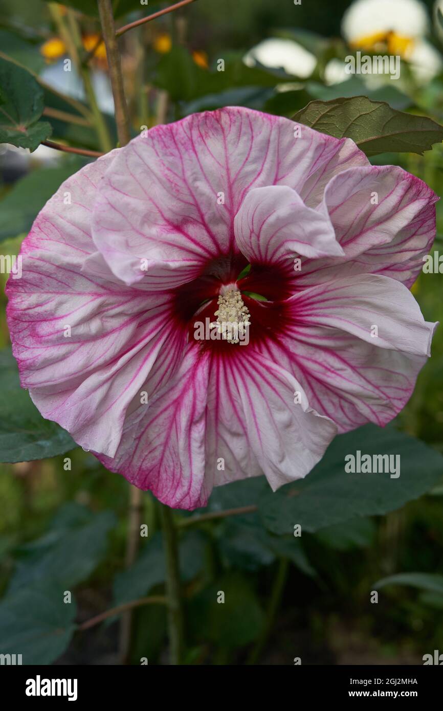 Selective of Pink Hibiscus grandiflorus in a garden Stock Photo