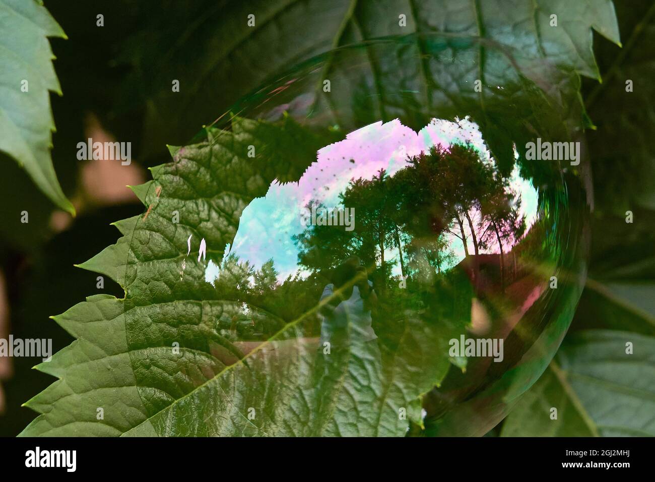Large soap bubble on a leaf with the reflection of trees Stock Photo ...