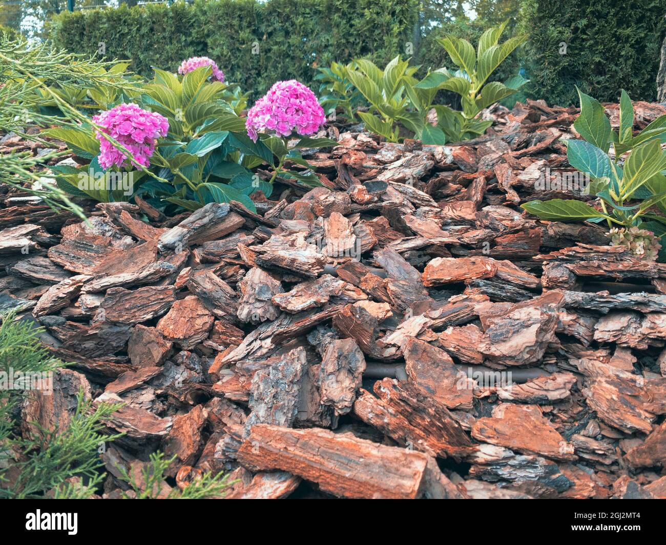 Natural Pine bark mulches the flower bed in the garden. Decorative decoration of mulch flower bed with geraniums. Stock Photo