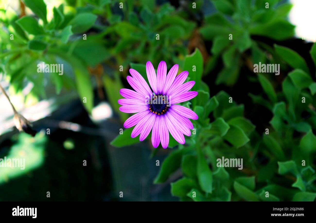 Margarita africana hires stock photography and images Alamy