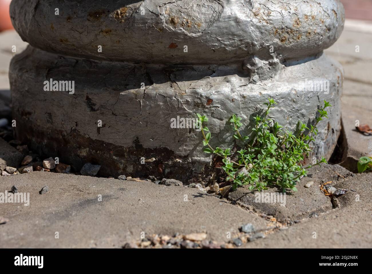 Plant growing between cracks hi-res stock photography and images - Alamy