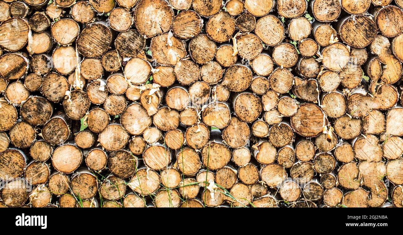 Stump Rounds Tree stumps background. Pieces of teak wood stump background. Round ...