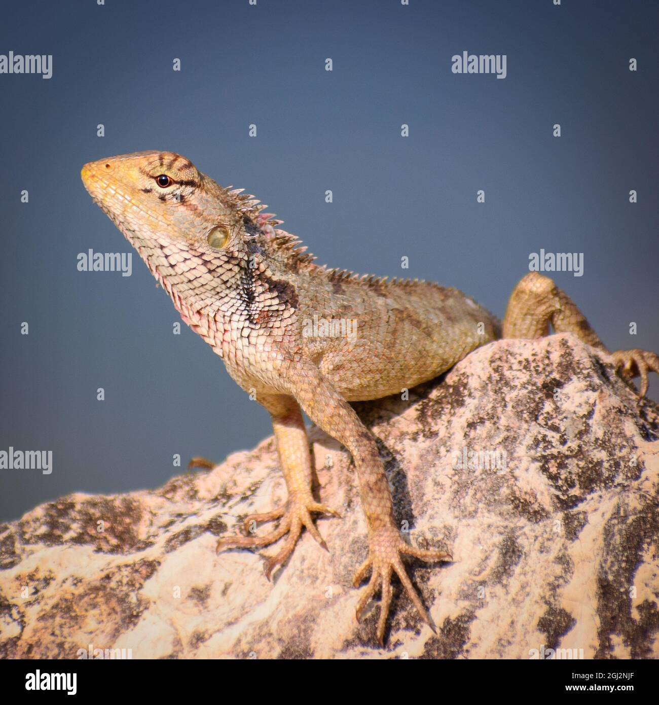 beautiful garden lizard on stone.( calotes versicolor) Stock Photo