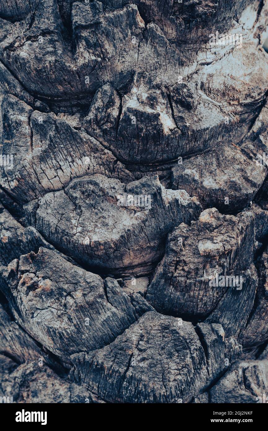 Close up of palm tree trunk as background image Stock Photo - Alamy