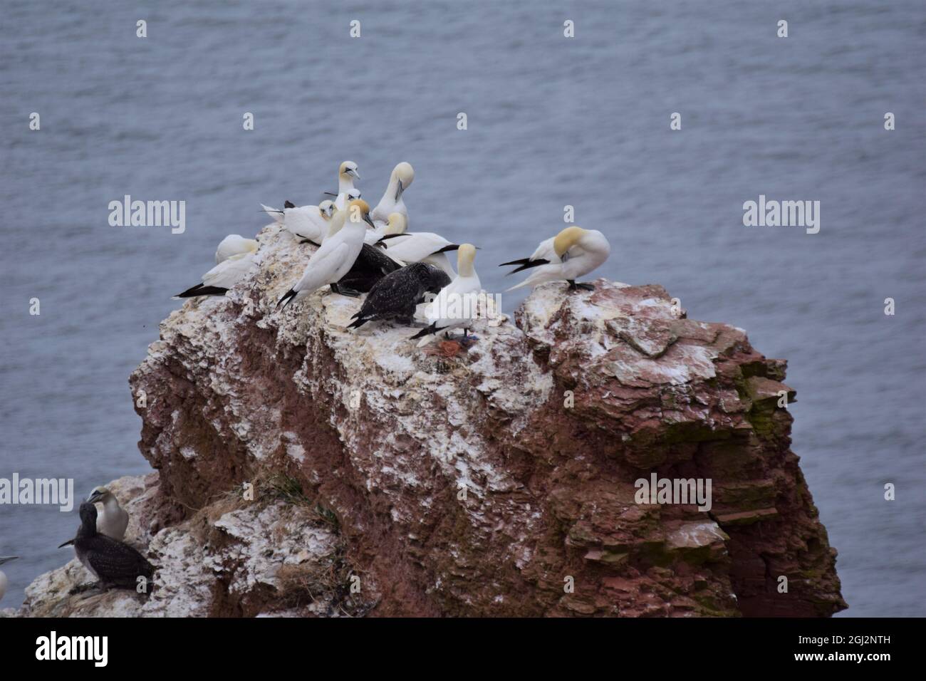 Northern gannet on a rock with the sea in the background Stock Photo