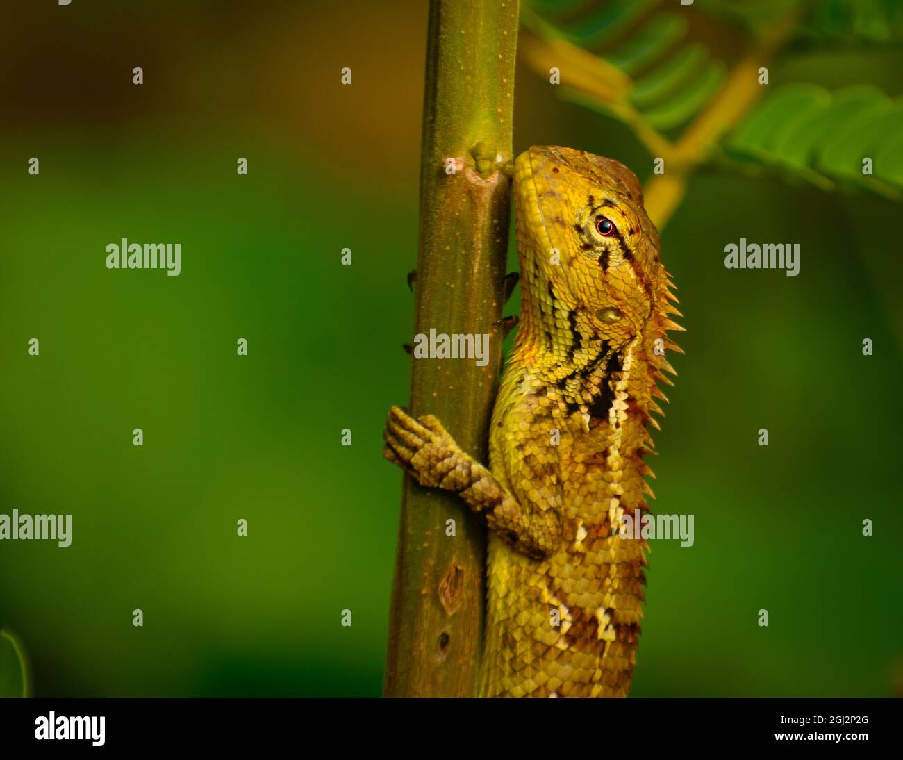 My Image 15