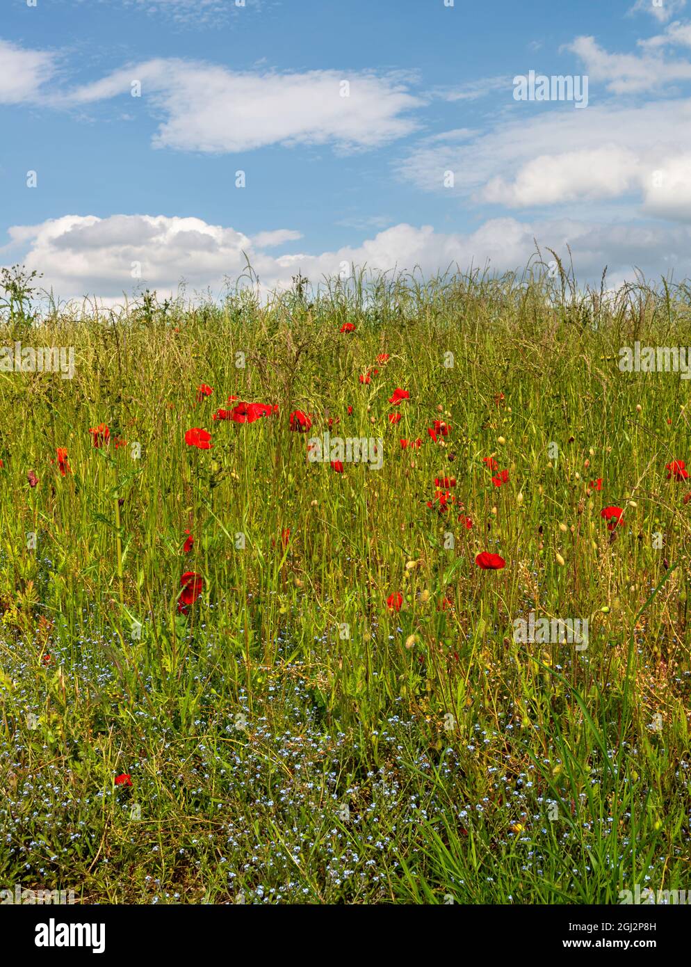 Poppies on summer meadow hi-res stock photography and images - Alamy
