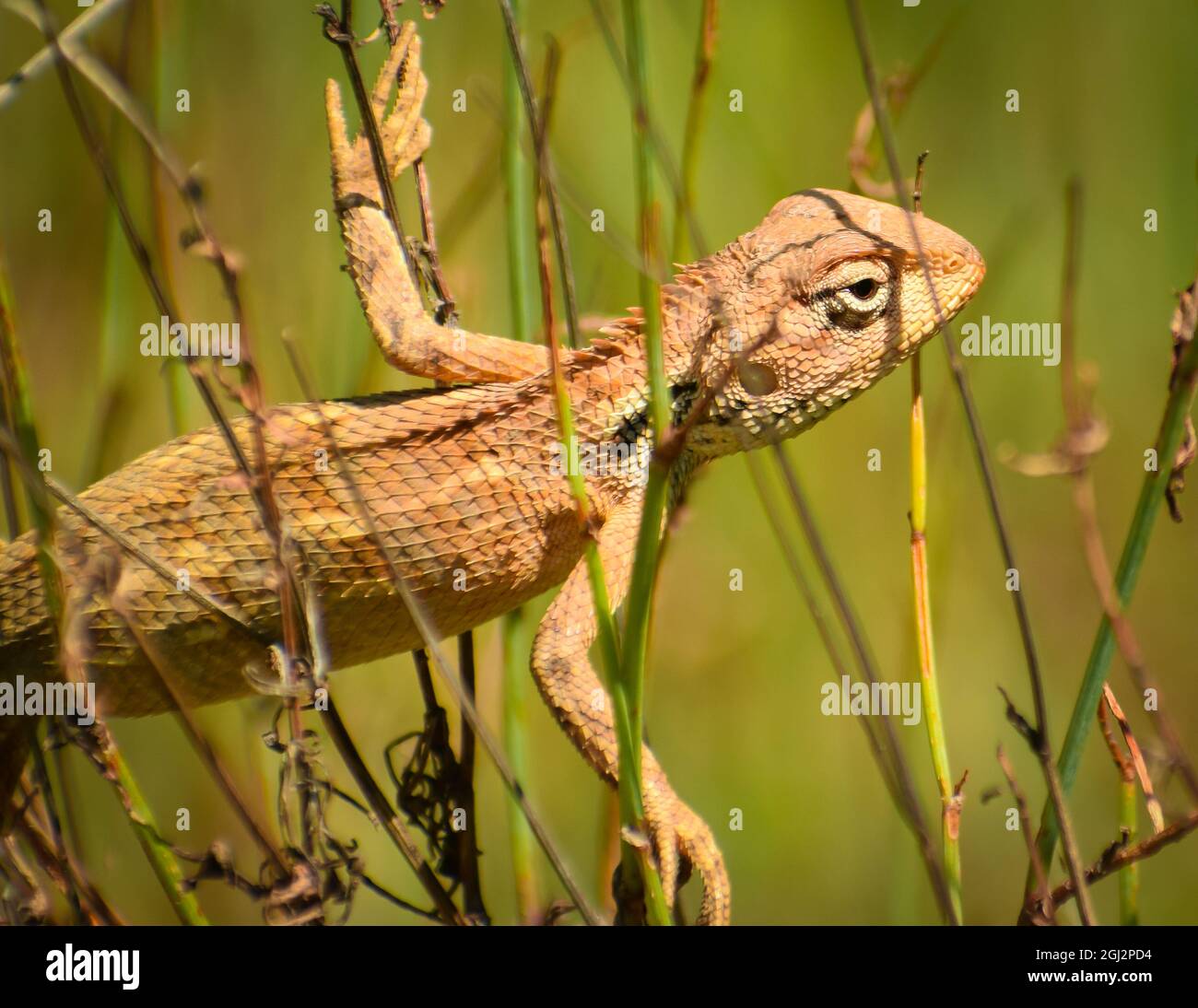 beautiful garden lizard on green grass.( calotes versicolor) Stock Photo
