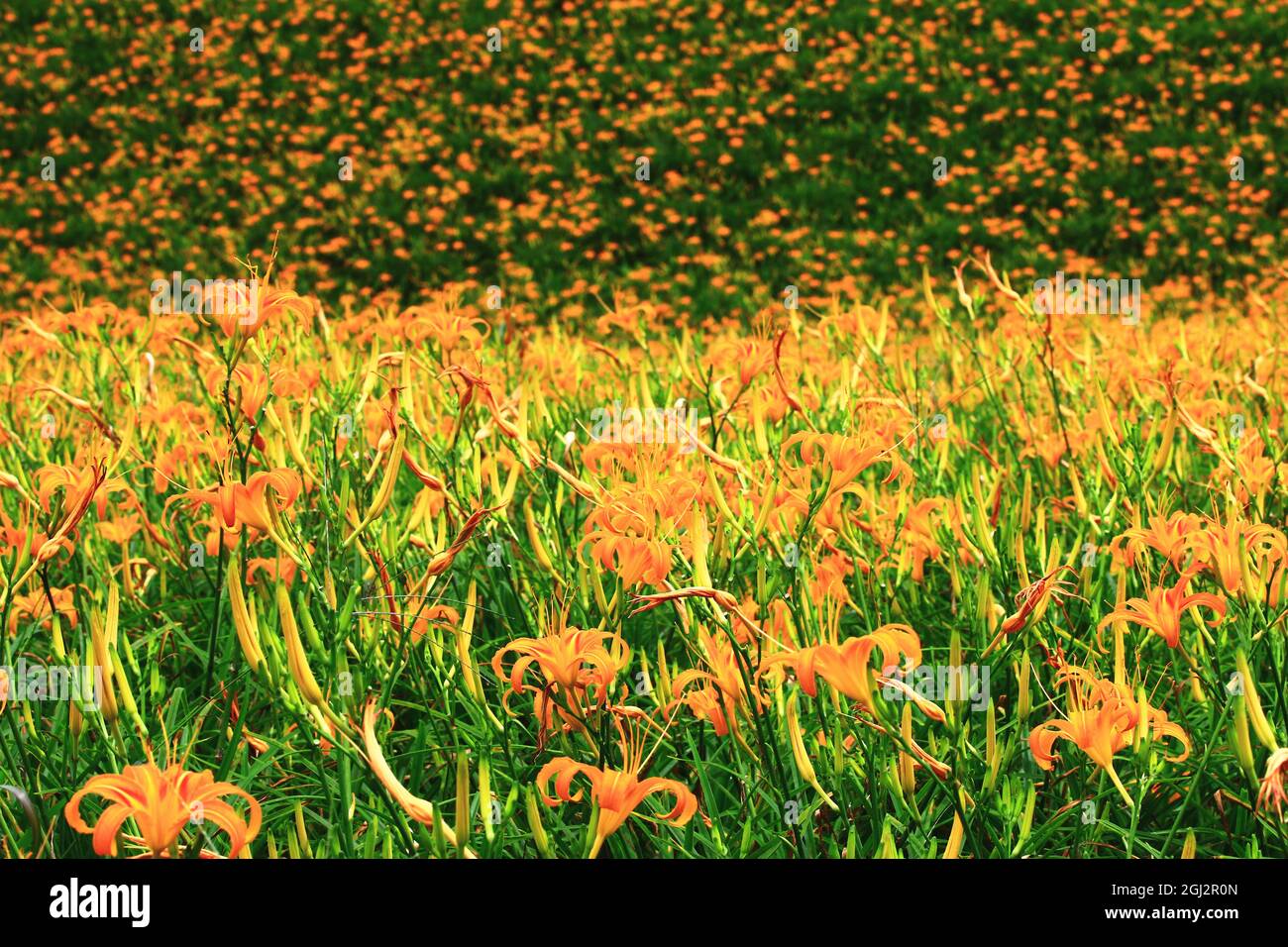 scenery of Daylily(Hemerocallis fulva,Orange Daylily) flowers and buds,view of orange daylily flowers blooming among the valley in sunny summer Stock Photo