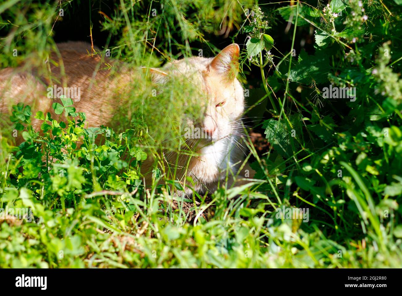 Cat hiding tail hi-res stock photography and images - Alamy
