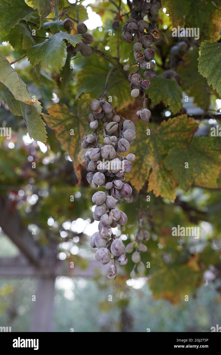 Vertical shot of overripe dried grapes on the vine Stock Photo - Alamy