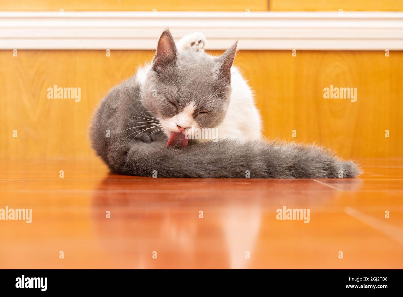 a British shorthair cat cleaning her tail with the tongue Stock Photo