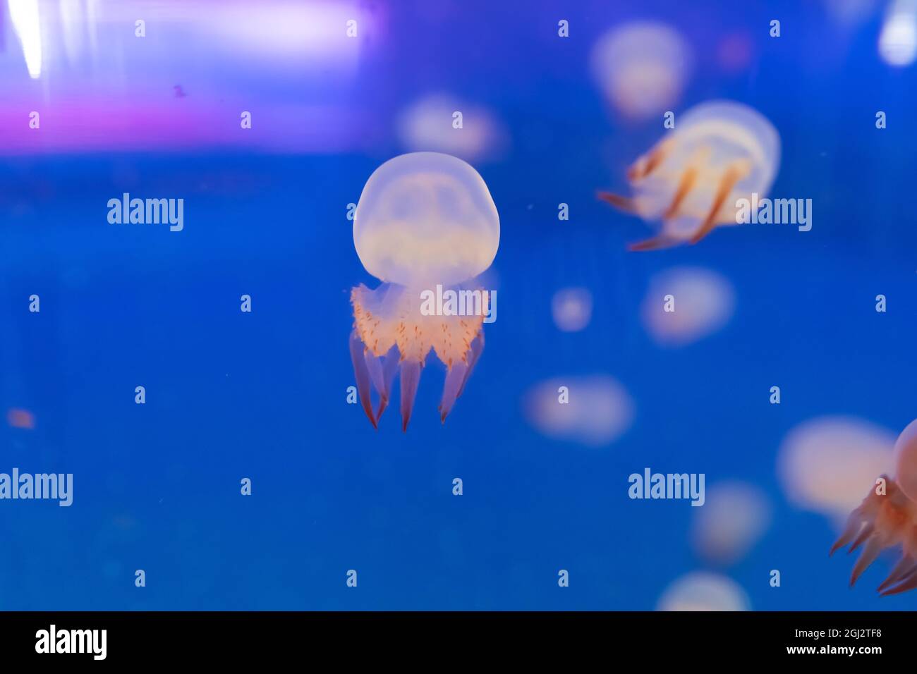 beautiful jellyfish swimming in a fish tank Stock Photo