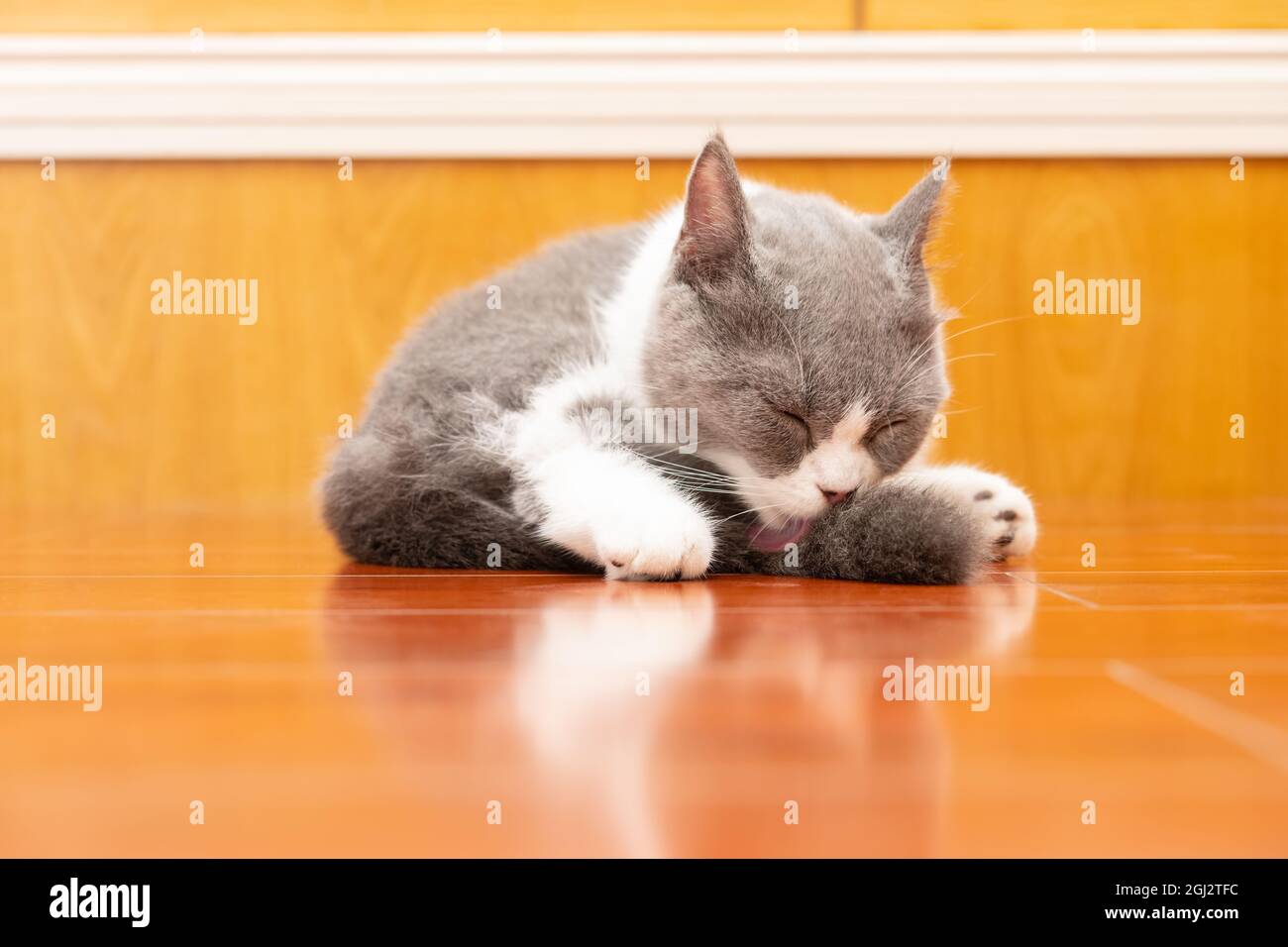 a British shorthair cat cleaning her tail with the tongue Stock Photo