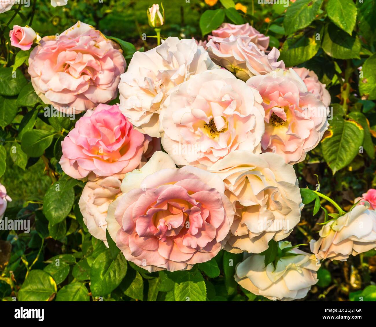 A cluster of brilliant rose flowers in Washington Stock Photo Alamy