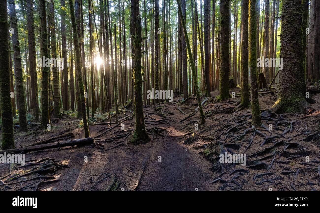 Hiking Path to Mystic Beach in the Vibrant Rainforest Stock Photo - Alamy