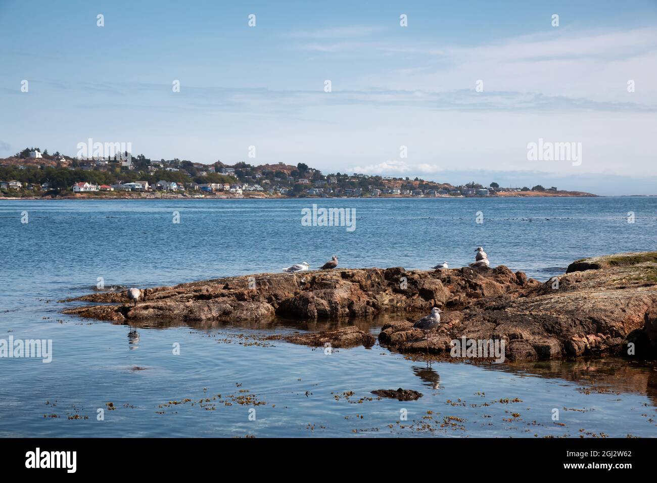 Rocky shore with birds at a modern city park, Clover Point Stock Photo