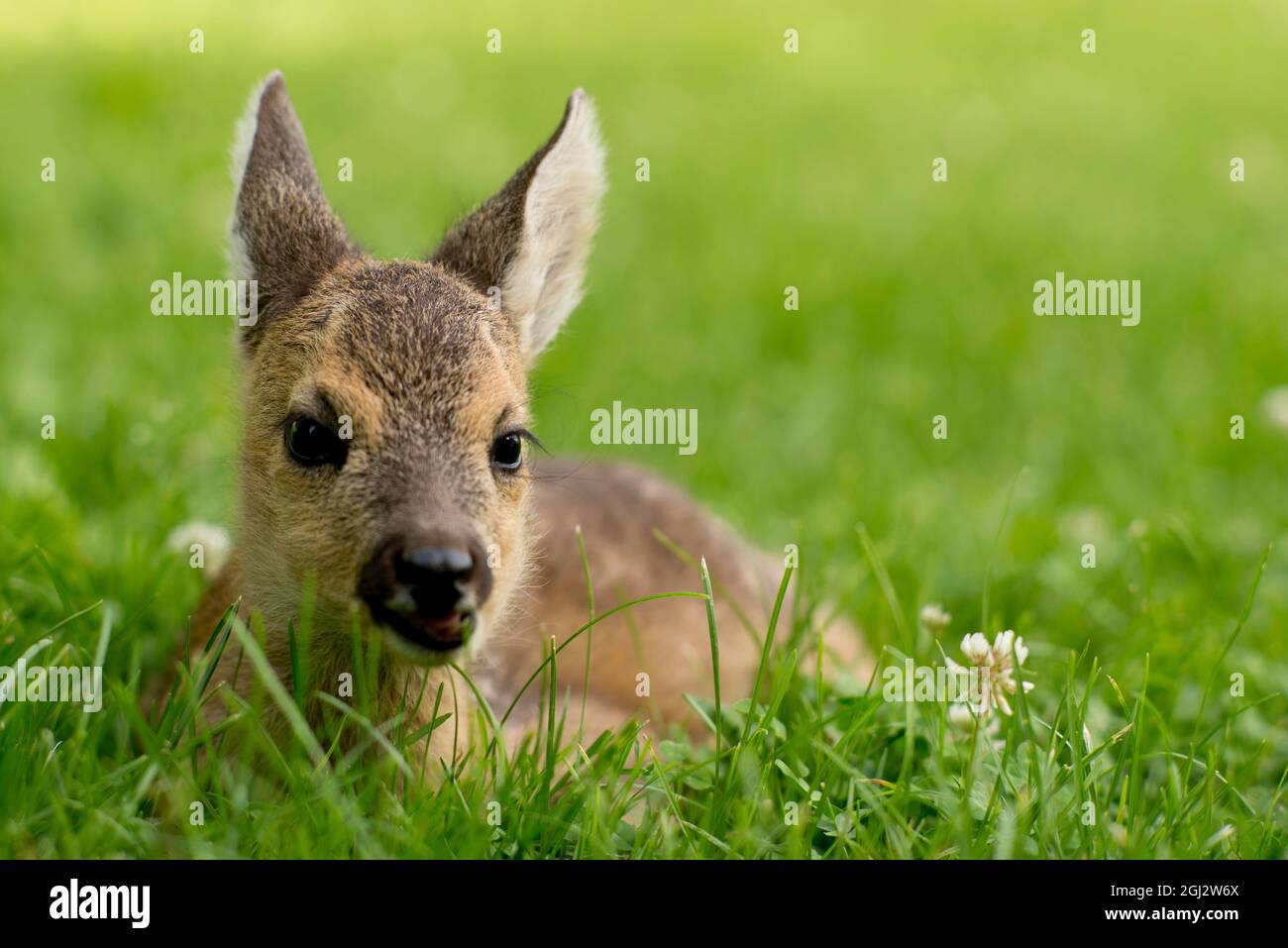 Roe deer (Capreolus capreolus), italy Stock Photo