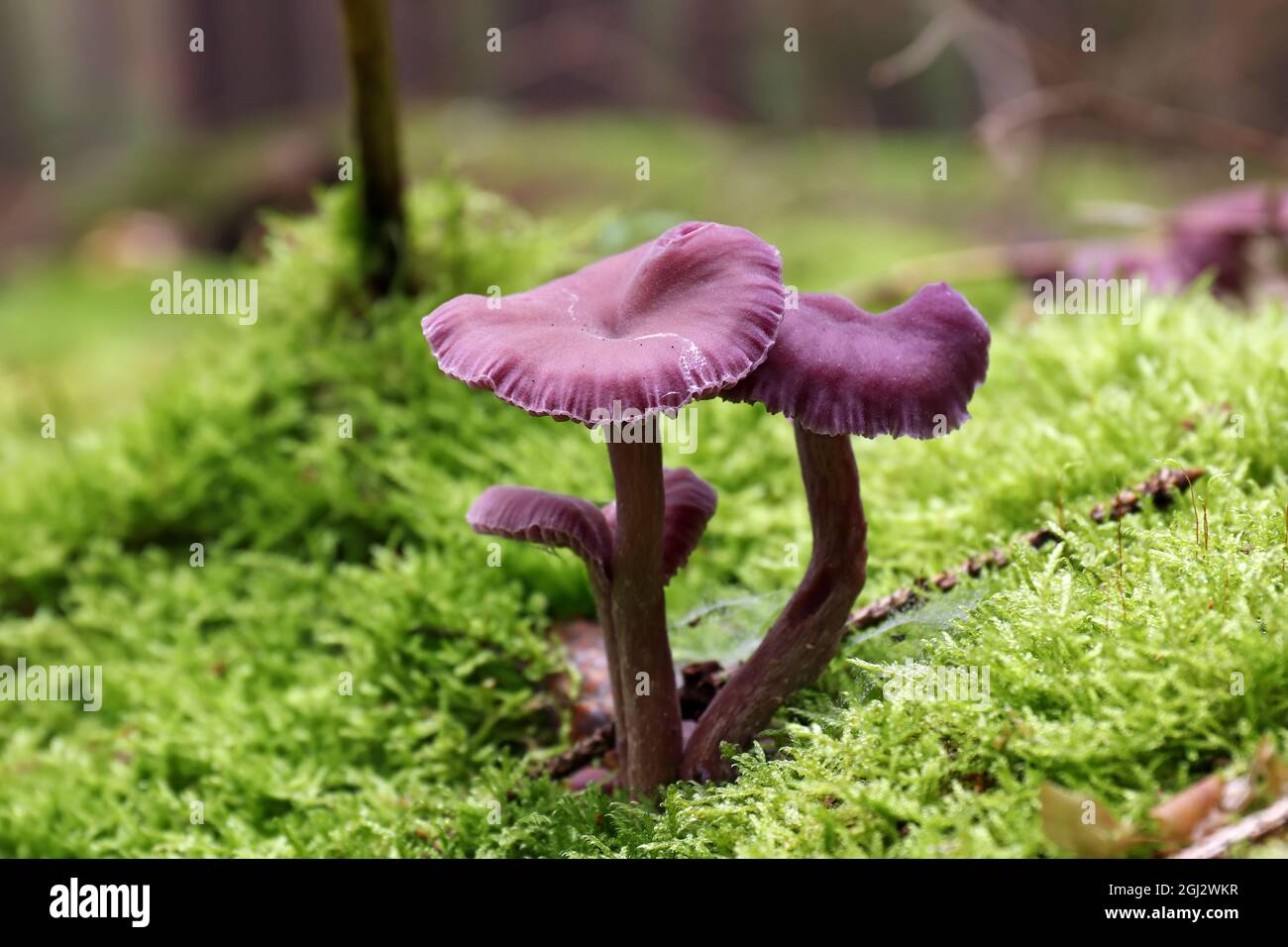 Detail of the amethyst deceiver - edible mushroom Stock Photo