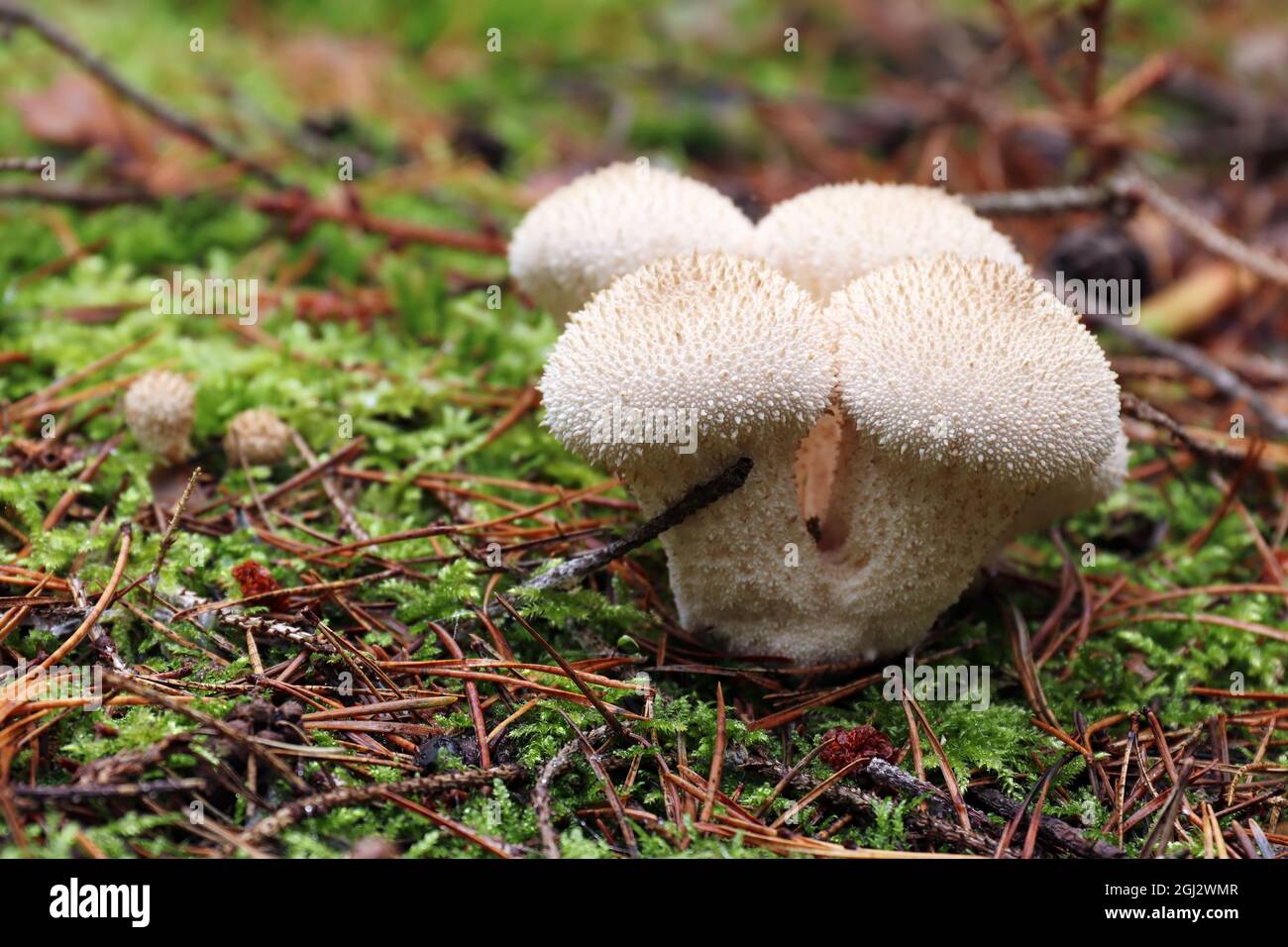 Detail of the common puffball - edible mushroom Stock Photo