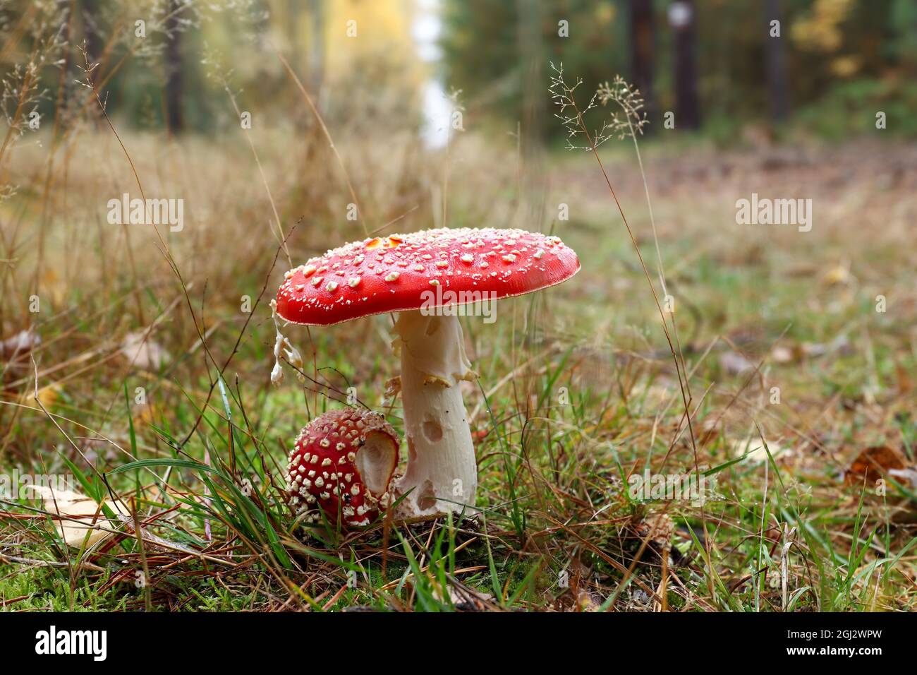 Small and big fly poison amanita in the forest - amanita muscaria - poisonous mushroom Stock Photo