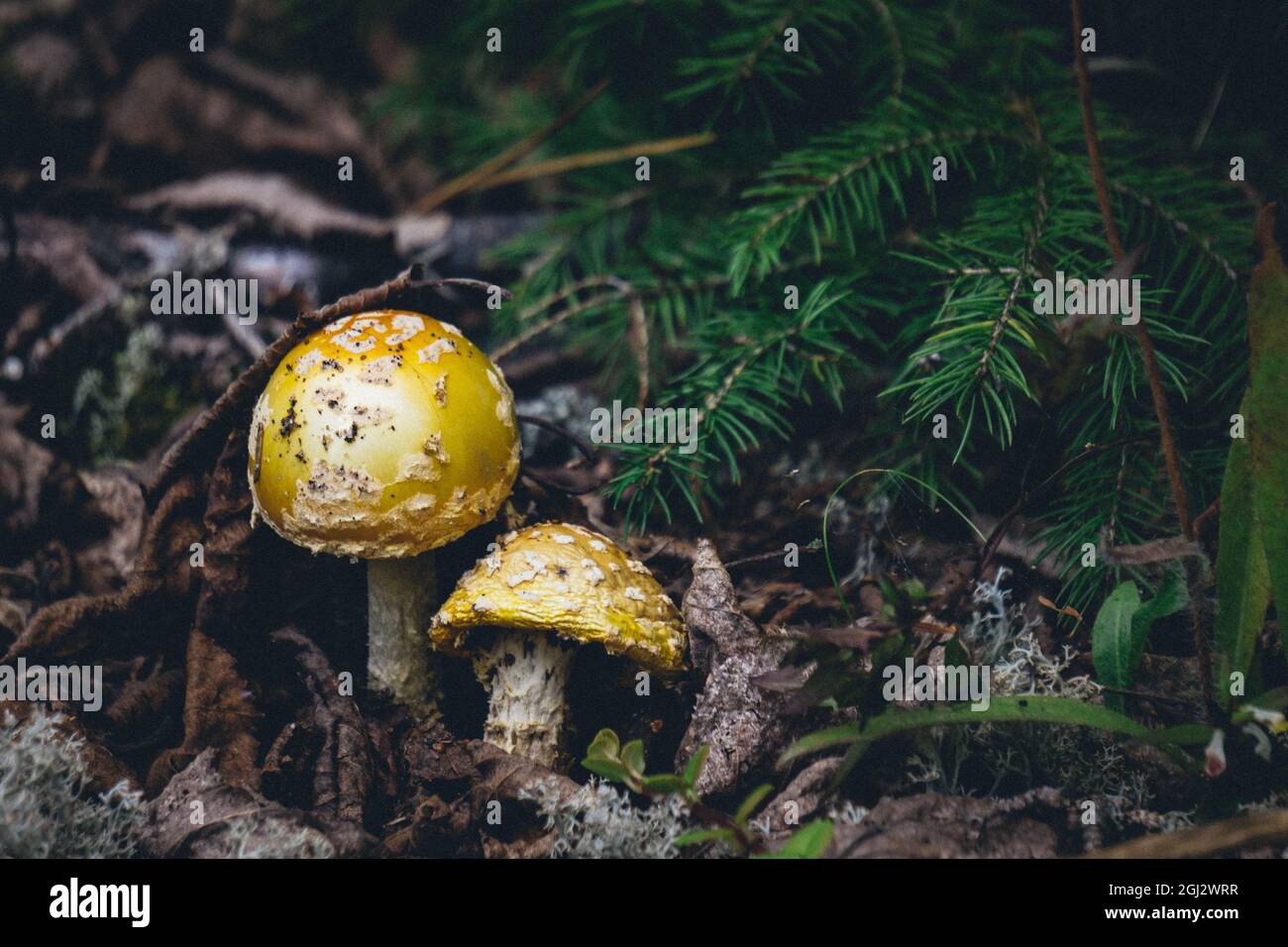 Yellow patches mushrooms, also known as yellow wart or Amanita flavoconia in Pointe aux Outardes nature park in Quebec region of Cote Nord, Canada Stock Photo