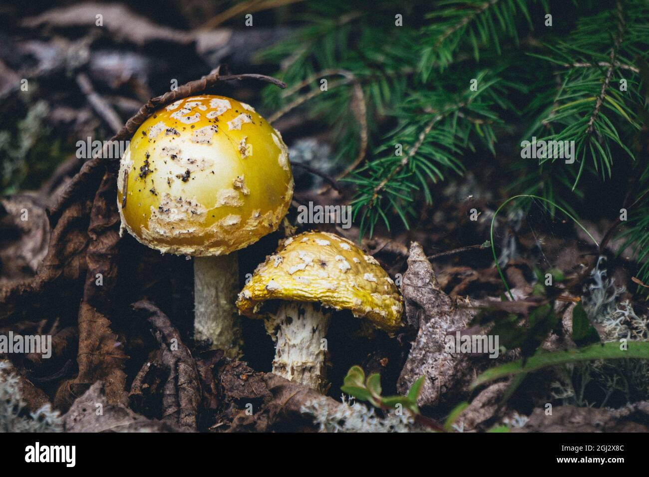 Yellow patches mushrooms, also known as yellow wart or Amanita flavoconia in Pointe aux Outardes nature park in Quebec region of Cote Nord, Canada Stock Photo