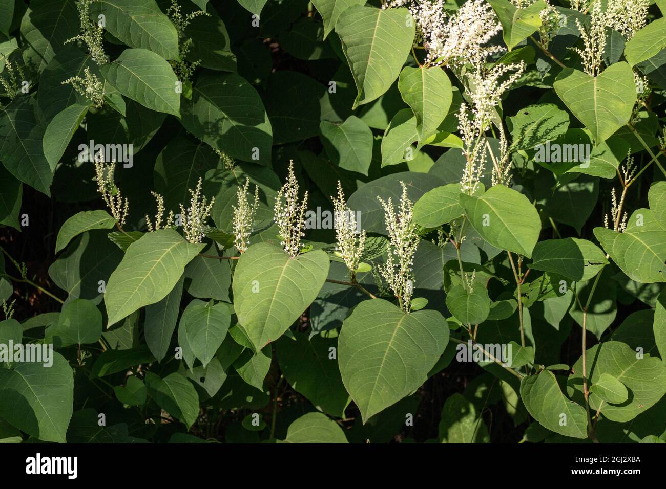 Reynoutria japonica Stock Photo