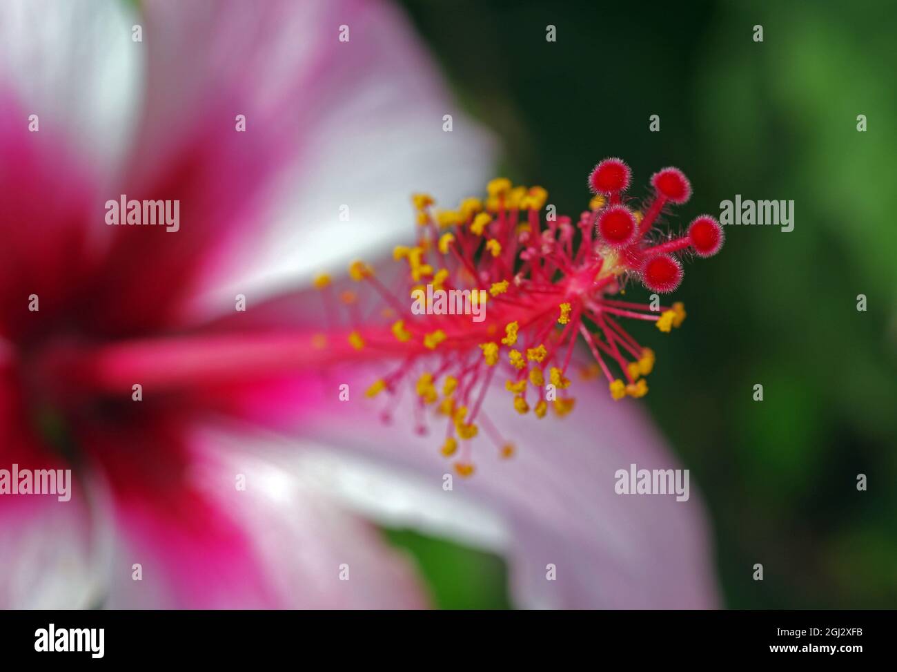Hibiscus flowers pistil hi-res stock photography and images - Alamy