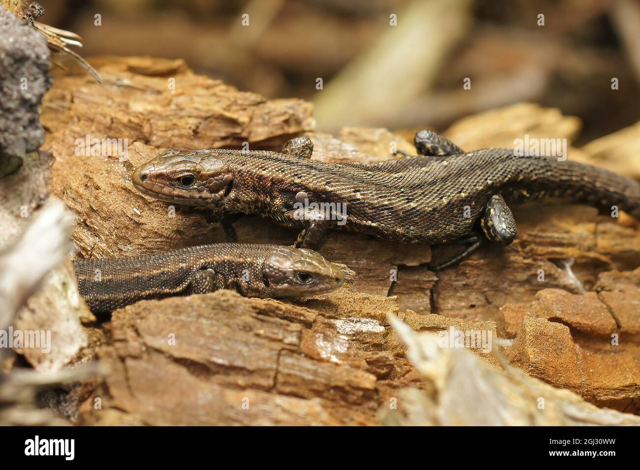 Closeup on two Common live bearing lizards, Zootoca vivipara sunbathing Stock Photo